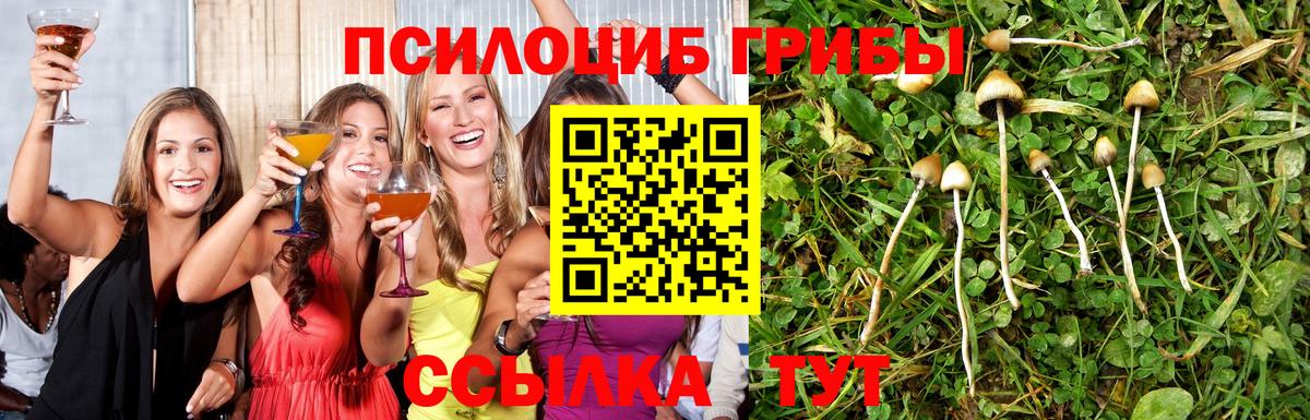Галлюциногенные грибы Cubensis  Вход с VPN  Новоалександровск 